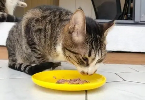 猫可以吃猪肉吗