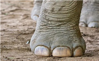 大象的腿好像什么
