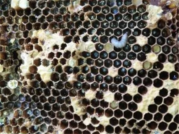 蜜蜂巢虫怎么治理