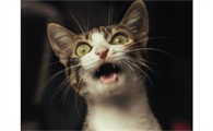 猫半夜叫打有没有用
