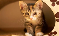 猫几月份会发春