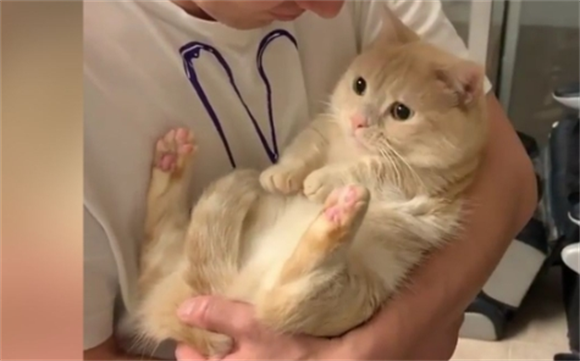 猫抱在怀里会叫但是不挣扎 猫抱在怀里会叫但是不挣扎