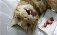 猫绝育醒了以后像疯了一样