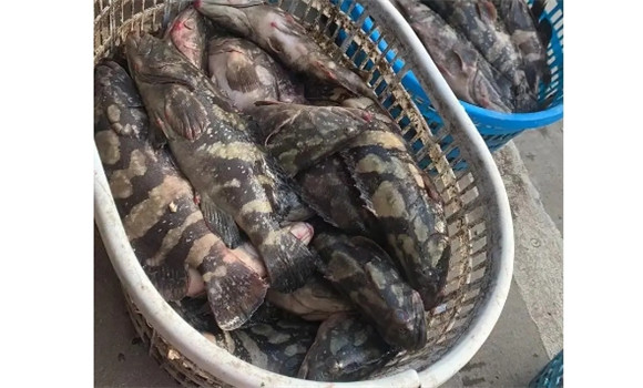 石斑鱼多少钱 石斑鱼多少钱