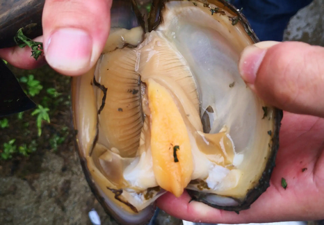 河蚌是动物吗