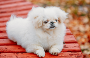 北京犬图片大全 北京犬图片大全