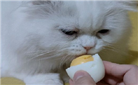 猫可以吃蛋白吗