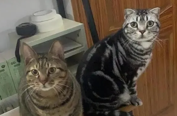 分不清美短猫和狸花猫?认准这几点,轻松分辨 分不清美短猫和狸花猫?认准这几点,轻松分辨