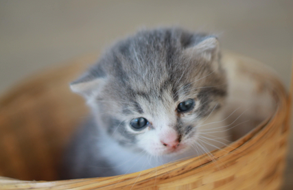 猫会来大姨妈吗 猫会来大姨妈吗