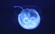 水母吃海葵吗