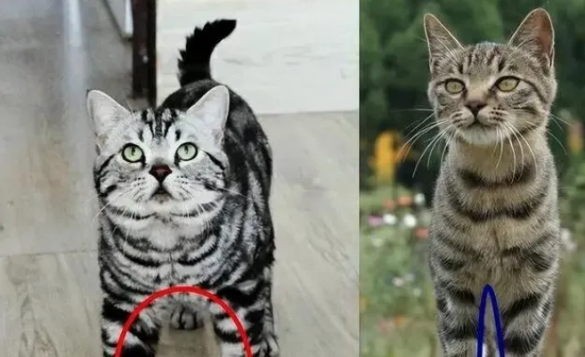 分不清美短猫和狸花猫?认准这几点,轻松分辨 分不清美短猫和狸花猫?认准这几点,轻松分辨