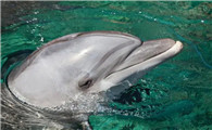 「自然科普」高智商的海洋精灵——海豚