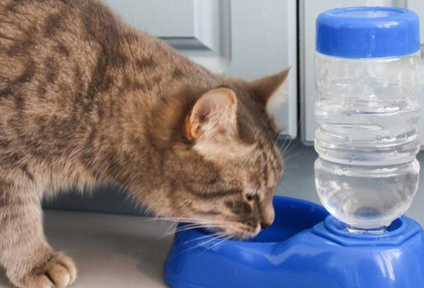 猫可以喝矿泉水吗 猫可以喝矿泉水吗