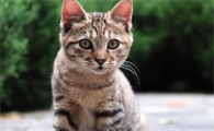 猫会在人睡觉时攻击吗