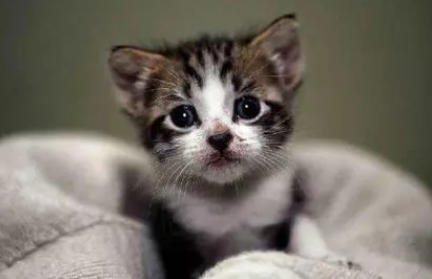 六个月是成猫还是幼猫