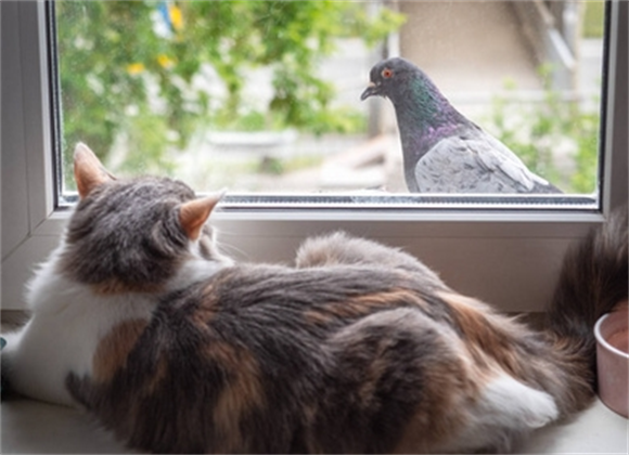 猫把鸽子咬死了会不吉利吗