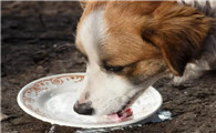 狗狗喝葡萄糖一天喝多少正常