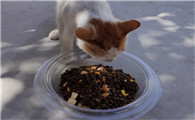 猫临时吃一点狗粮没事吧