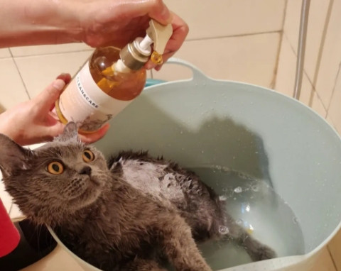 猫可以用人的沐浴露吗