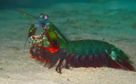 螳螂虾是怎么繁殖的