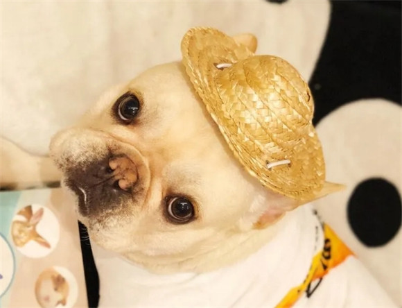 养“法斗犬”后特别累?了解它的优缺点 养“法斗犬”后特别累?了解它的优缺点