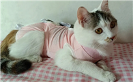 猫绝育手术服穿了三天可以吗