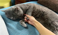 猫绝育后性格会改变吗