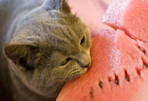 猫可以吃西瓜 猫可以吃西瓜