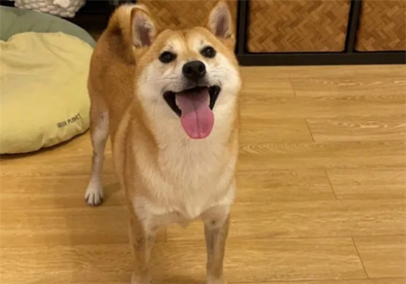 柴犬为何没人养了?这些缺点,太糟人嫌! 柴犬为何没人养了?这些缺点,太糟人嫌!