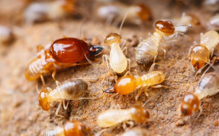 防治白蚁用什么药最有效