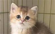 猫几个月开始长得快