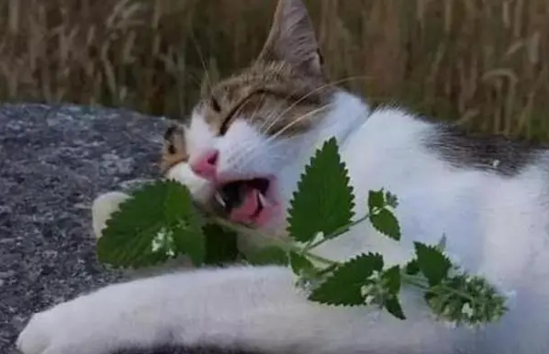 猫薄荷可以一直闻吗