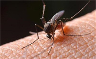 家里的蚊子是怎么产生的