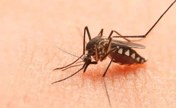 成年蚊子的寿命有多长