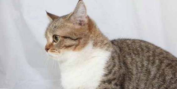猫几岁可以生育 猫几岁可以生育