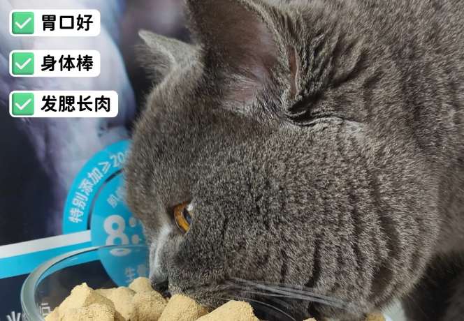 怀特喵|猫咪纯冻干喂养，长肉真的猛！