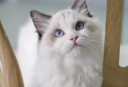 猫流产能自愈吗 猫流产能自愈吗