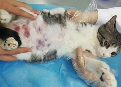 猫白血病的早期症状 猫白血病的早期症状