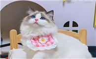 “布偶猫”跌落神坛?失宠的5大原因,太现实了!