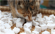 猫可以吃豆腐吗