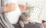 猫进孕妇家有什么预兆