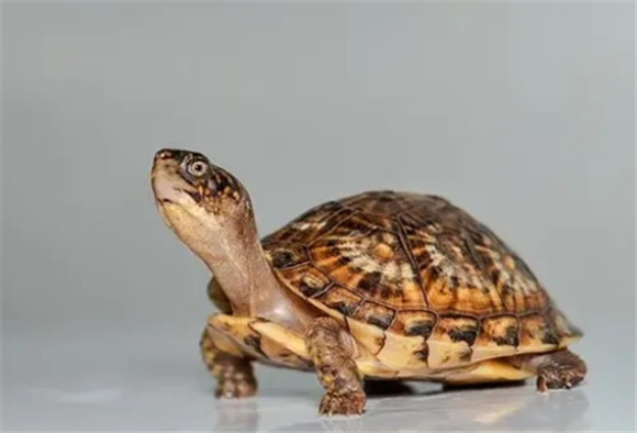 乌龟成为科学家们的噩梦，为何？