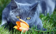 猫可以闻郁金香吗