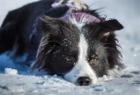 边境牧羊犬莫名拉稀可能和这个有关