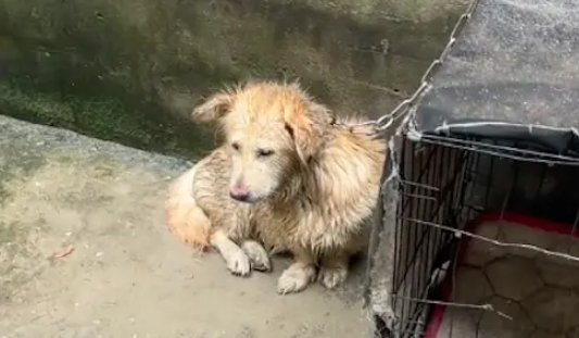 狗狗被铁链拴着淋雨没处躲，路过的人还殴打！主人不卖还要利用它