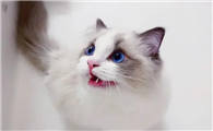 猫离开人就叫的可惨了