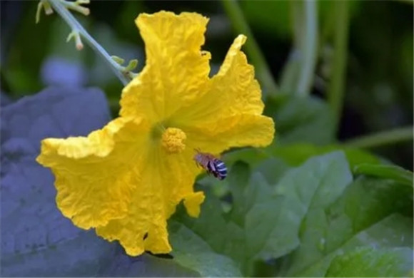 蜜蜂采丝瓜花吗