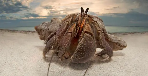 寄居蟹是什么样的?