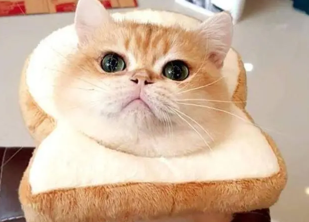 猫可以吃土豆吗 猫可以吃土豆吗