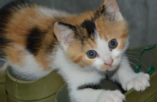 猫会来月经吗 猫会来月经吗